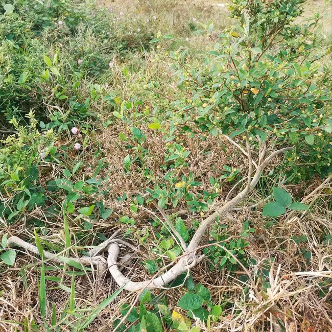 Cay dai moc bo bui bong len doi thanh bonsai gia chuc trieu
