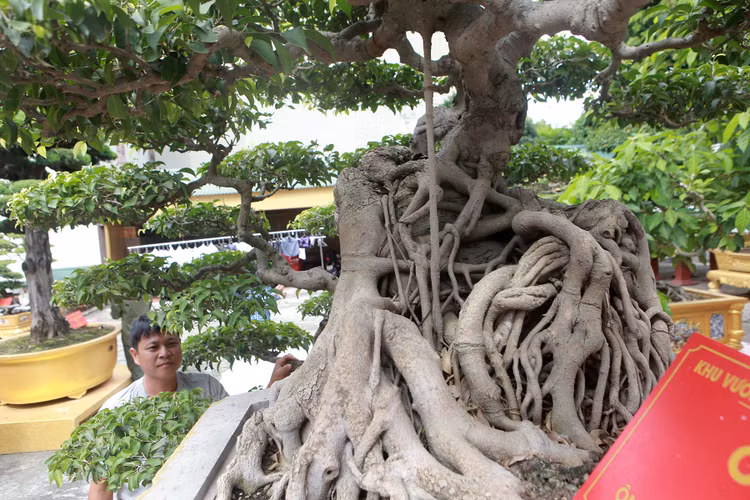 Chiem nguong sanh co moc nguoc 10 ty cua nu dai gia Phu Tho-Hinh-12