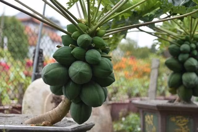 Thich mat loat du du bonsai triu qua choi Tet-Hinh-2