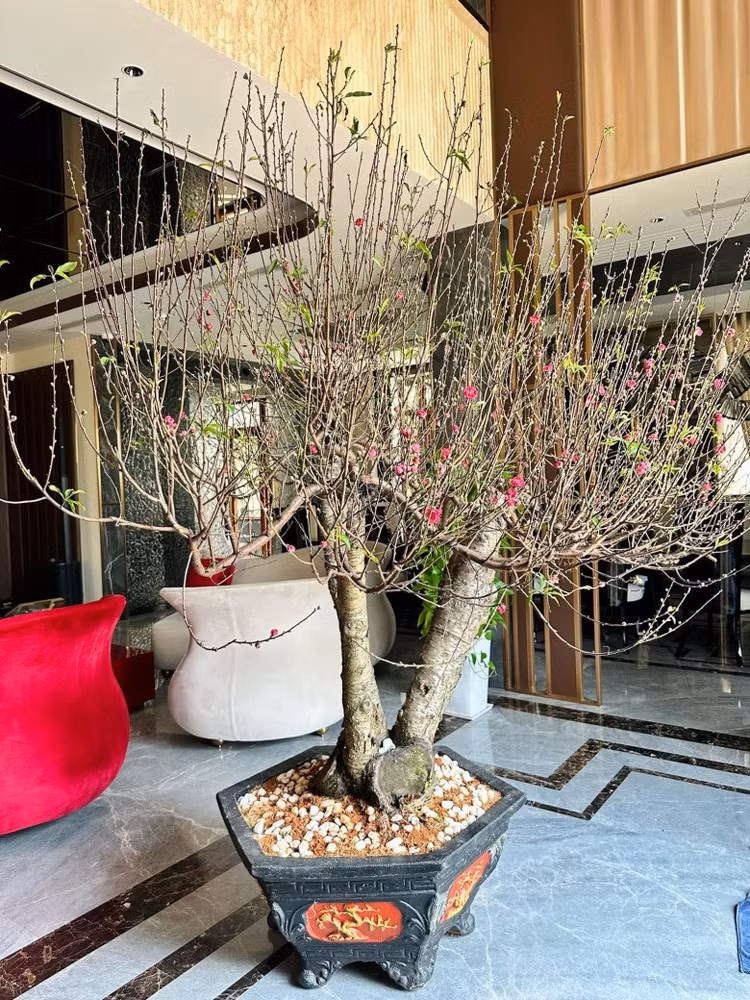 Can canh biet thu 300 ty xa hoa cua danh hai Viet Huong-Hinh-11