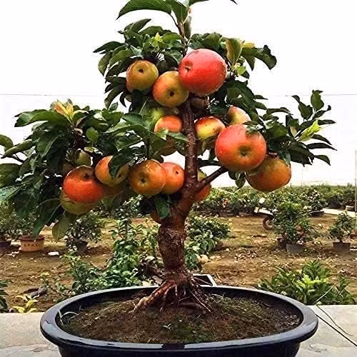 Loat bonsai chi chit qua khien dan choi me man-Hinh-4