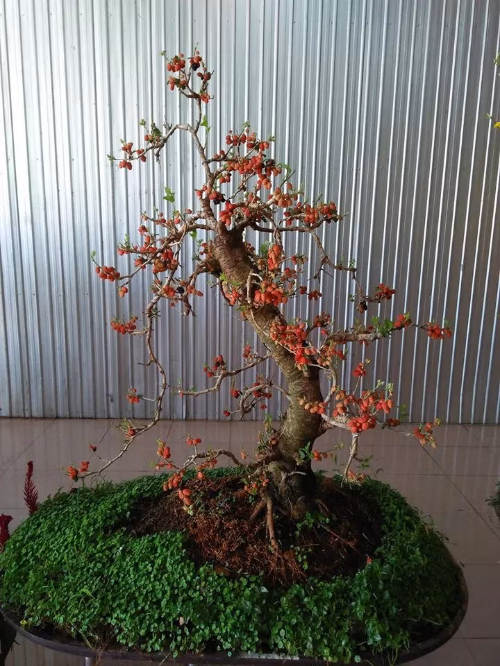 Loat bonsai chi chit qua khien dan choi me man-Hinh-6