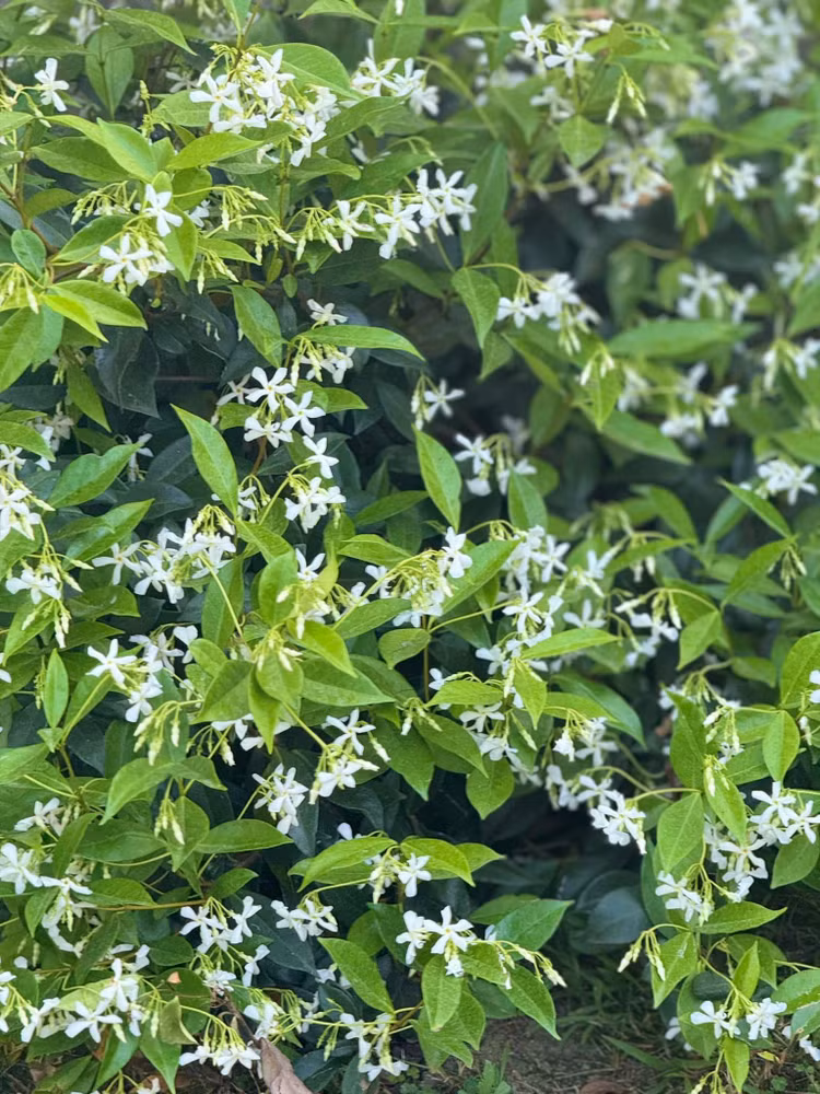 Co ngoi rong rai ngap rau trai cua “em gai Ha Tang” tai My-Hinh-8