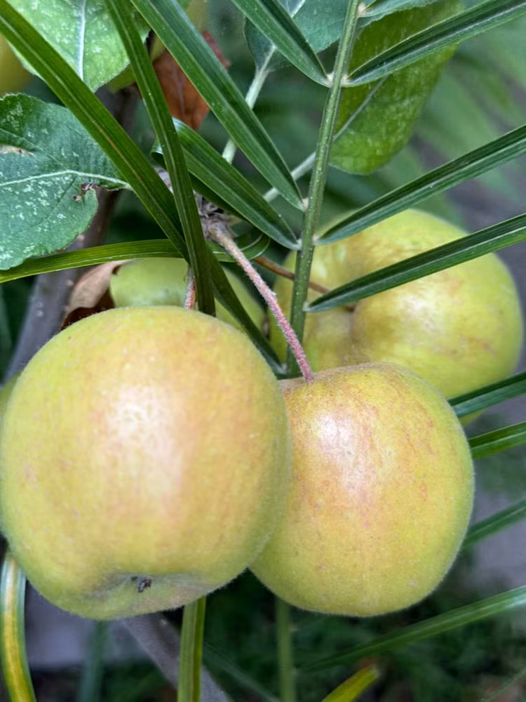 Co ngoi rong rai ngap rau trai cua “em gai Ha Tang” tai My-Hinh-10