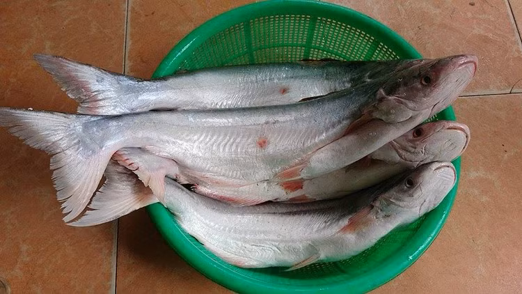Ca “dai gia” nuc tieng Nam Bo dat co nao?-Hinh-4
