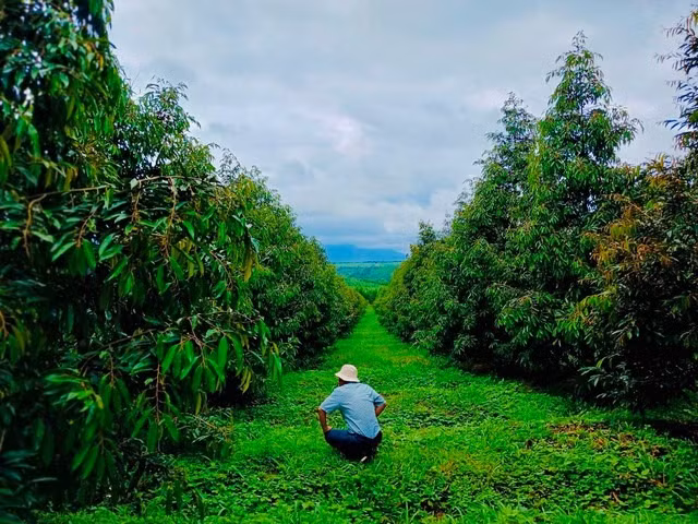 Can canh vuon sau rieng 1.200 ha sieu loi nhuan cua bau Duc-Hinh-3
