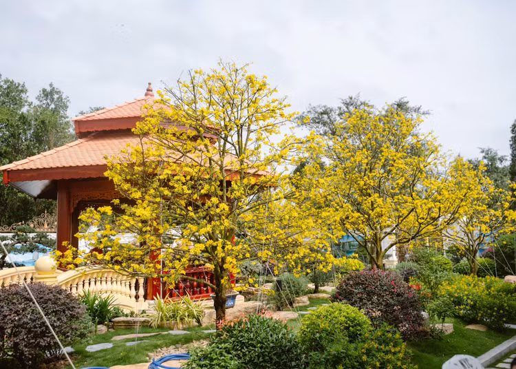 Can canh dinh thu dat vang xa hoa bac nhat mien Tay-Hinh-10