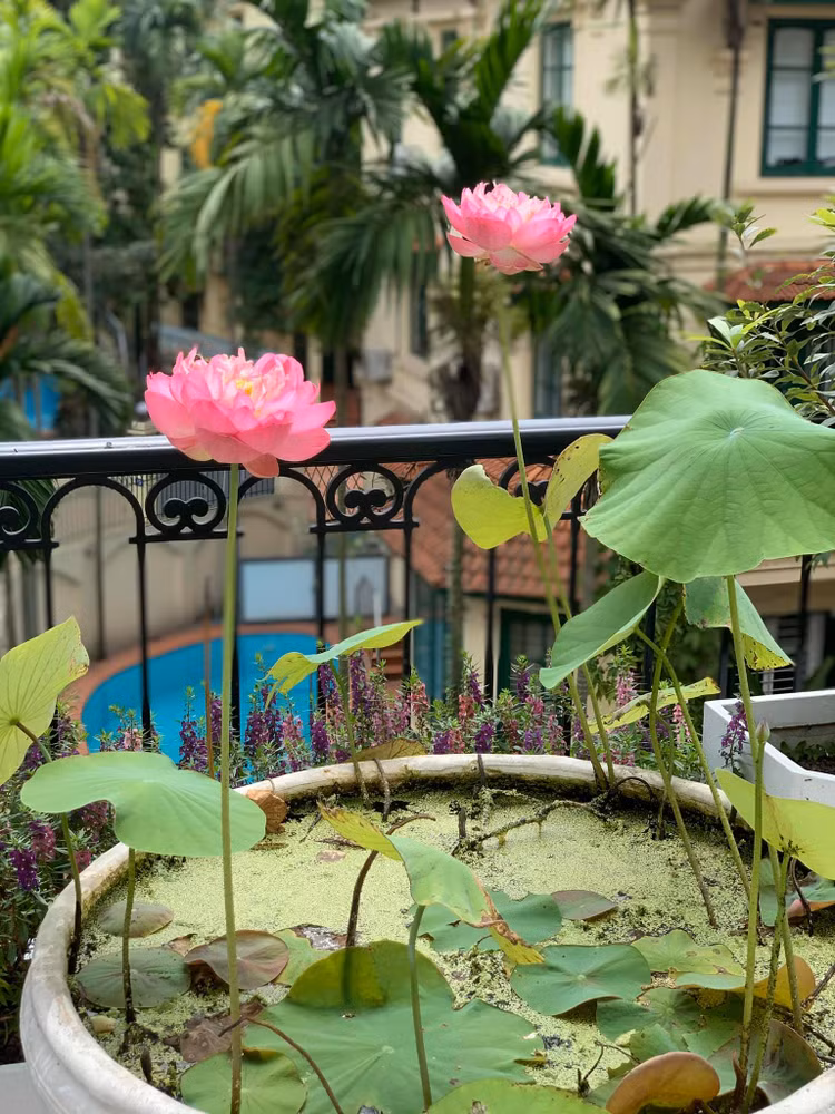 Biet thu ngap cay trai cua “Hoa hau bi an nhat Viet Nam“-Hinh-10