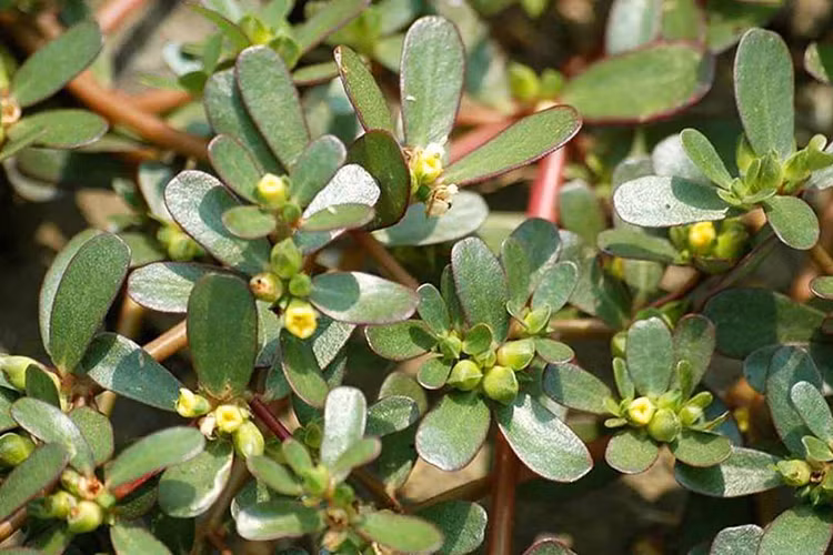 3 rau dai o Viet Nam thanh “than duoc” dat gia o nuoc ngoai-Hinh-4