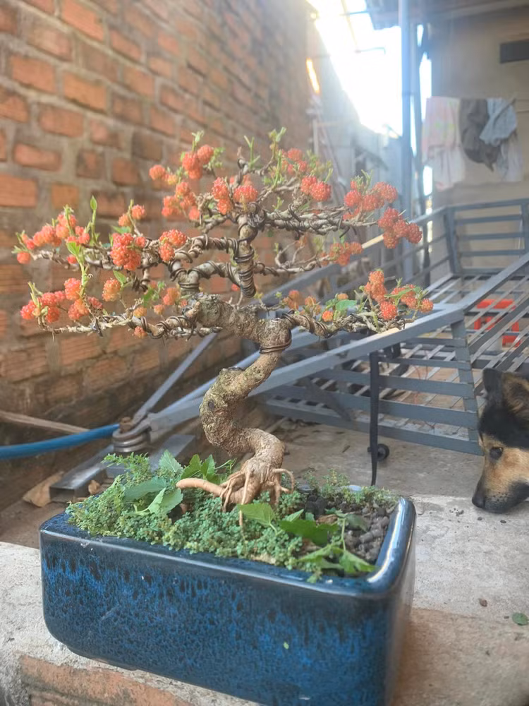 Ngam bonsai dau tam vai chuc trieu khien nguoi choi “moc vi“-Hinh-8