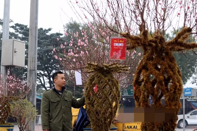 Ngam dao loc binh doc la “chay hang” dip Tet Giap Thin 2024-Hinh-8