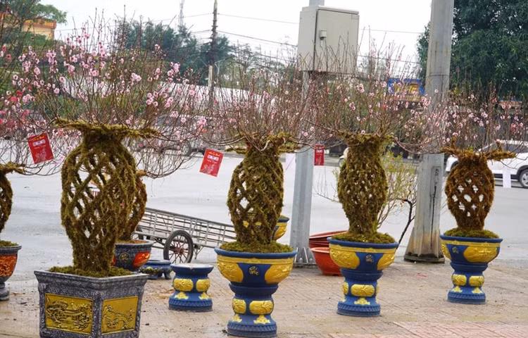 Ngam dao loc binh doc la “chay hang” dip Tet Giap Thin 2024-Hinh-10