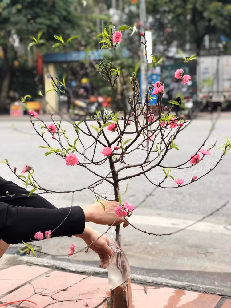 Dao, quat mini bat ngo “dat nhu tom tuoi” ngay can Tet-Hinh-5