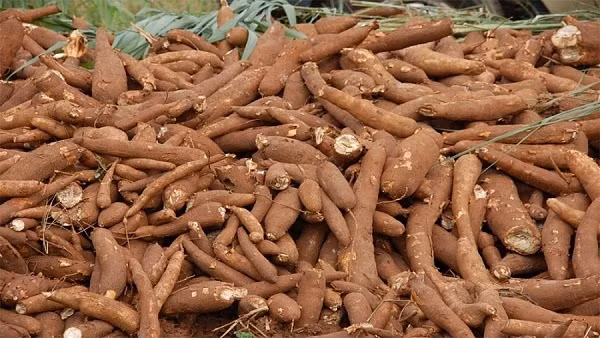 Sắn tươi rớt giá chỉ còn 2.000 đồng/kg San tuoi rot gia chi con 2.000 dong/kg