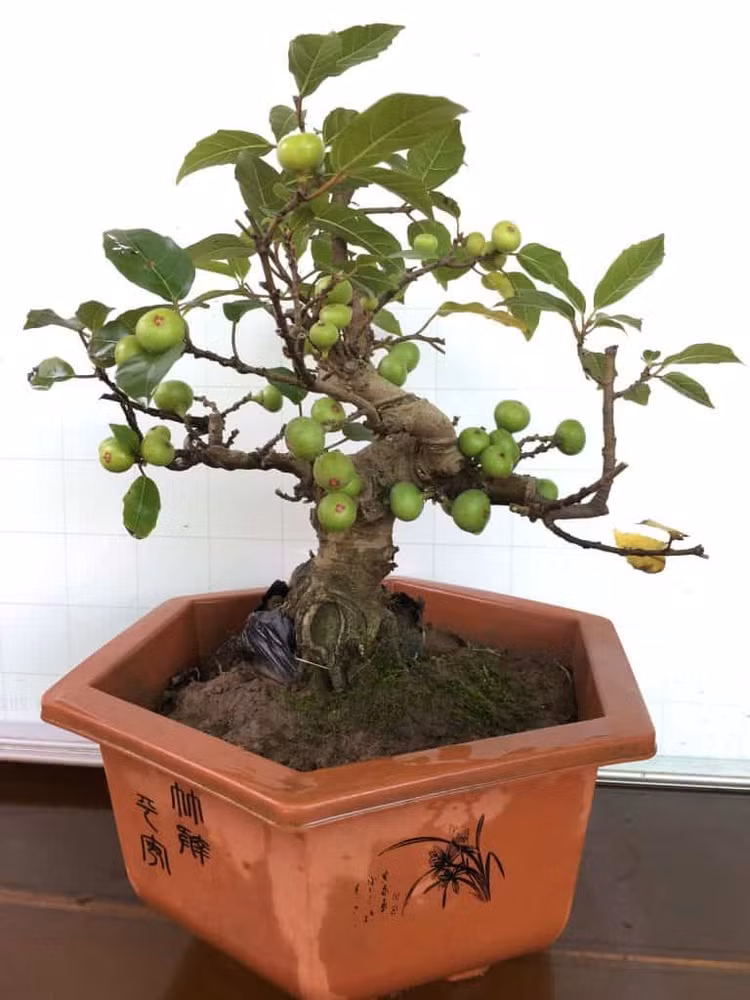 Chiem nguong loat sung bonsai doc la “dep say long”