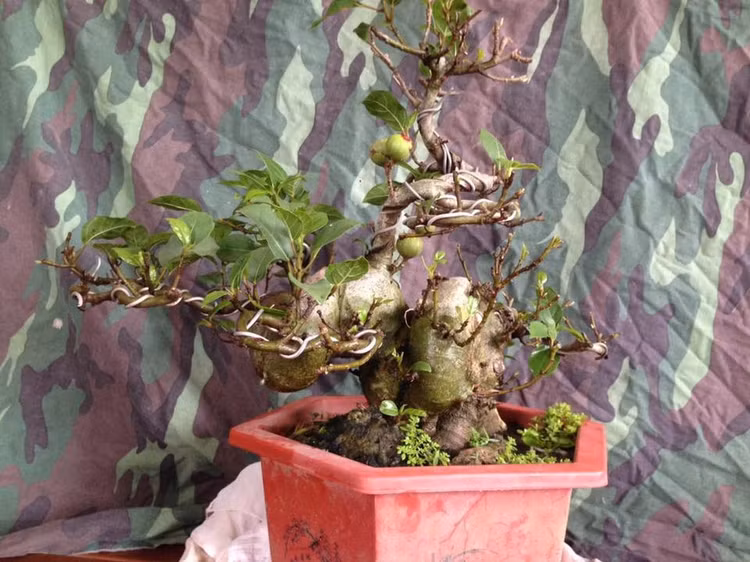 Chiem nguong loat sung bonsai doc la “dep say long”-Hinh-7
