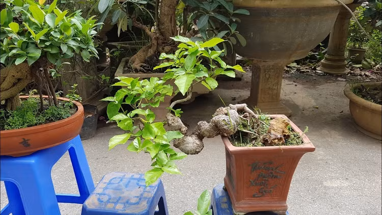 Chiem nguong loat sung bonsai doc la “dep say long”-Hinh-9