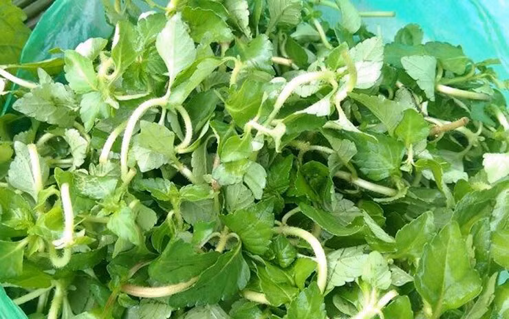 3 cay dai moc bo muong thanh dac san hut dan pho lung mua-Hinh-3