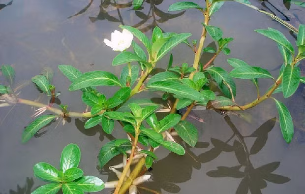 3 cay dai moc bo muong thanh dac san hut dan pho lung mua-Hinh-9