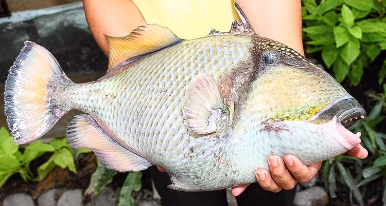 Loai ca xua khong ai biet gio “quy hon vang” 500.000 dong/kg-Hinh-5