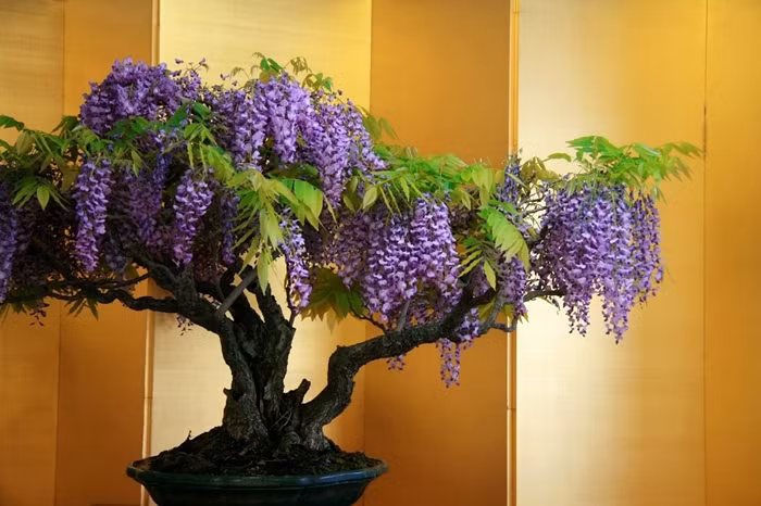 10 tac pham bonsai doc dao va dep nhat hanh tinh-Hinh-2