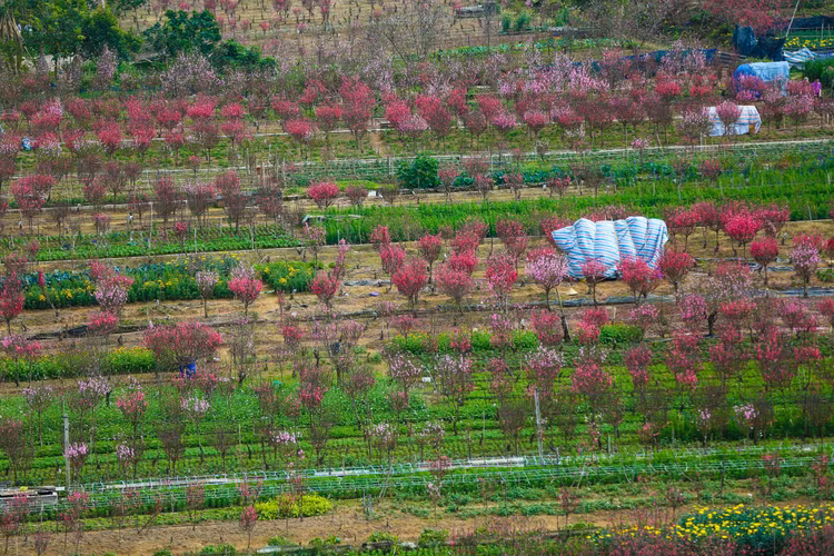 Lang dao Nhat Tan – Phu Thuong tu goc cao, moi la ra sao?-Hinh-9