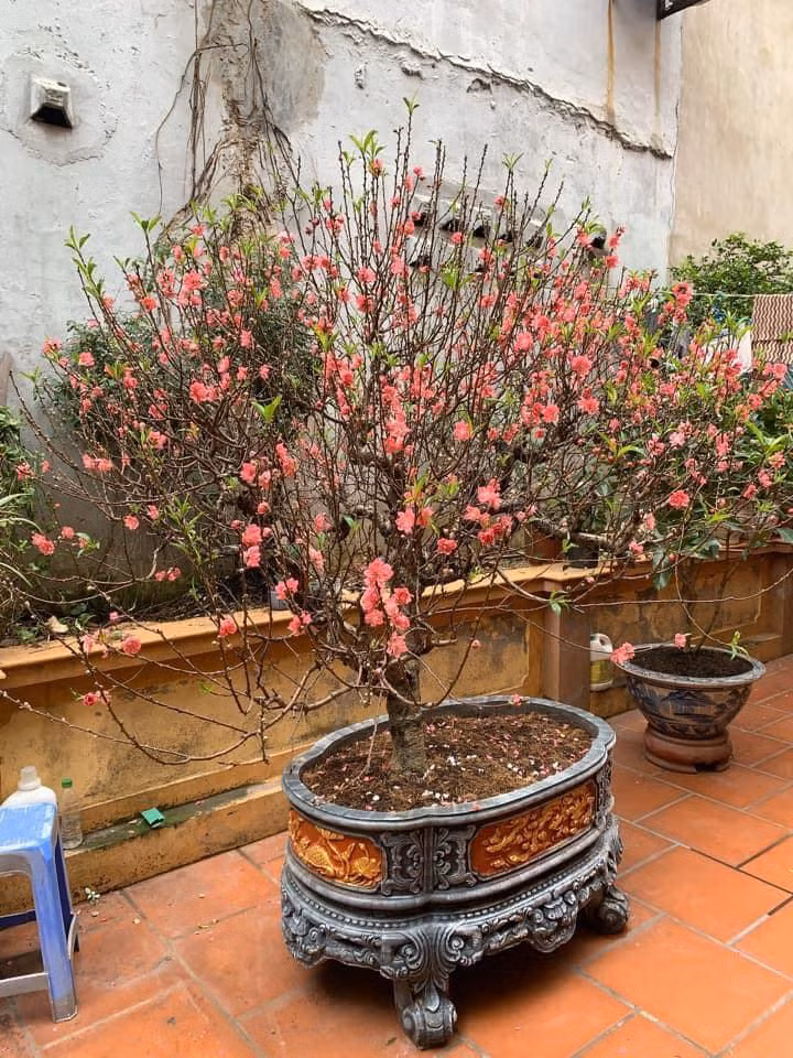 Dưới phần bình luận của các bài viết này, nhiều người cũng bày tỏ sự lo lắng và bất an của bản thân khi thời tiết thay đổi thất thường, khiến đào ra hoa quá sớm.