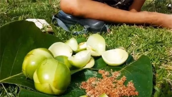 3 loai qua rung day goc nay la dac san “dat nhu tom tuoi“-Hinh-8
