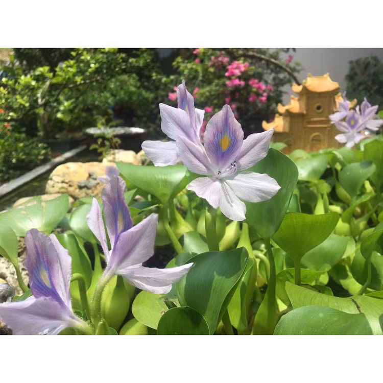 Xưa cho lợn ăn, bèo tây lên đời thành bonsai cực độc - Hình 3 Xua cho lon an, beo tay len doi thanh bonsai cuc doc-Hinh-3