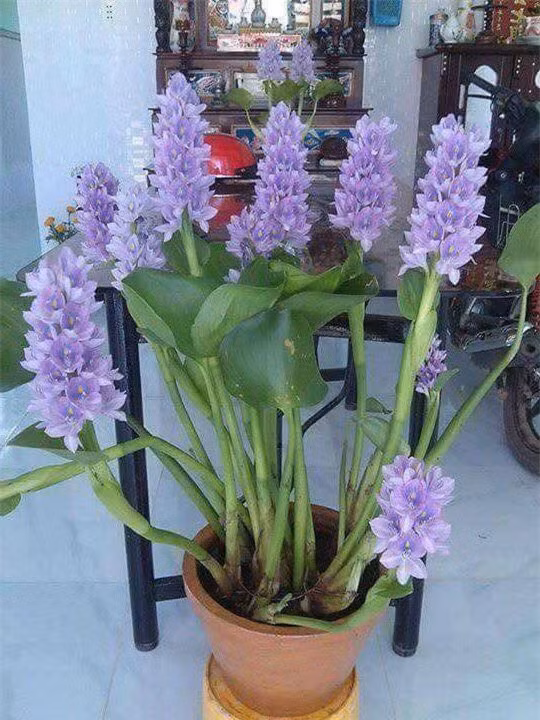 Xưa cho lợn ăn, bèo tây lên đời thành bonsai cực độc Xua cho lon an, beo tay len doi thanh bonsai cuc doc