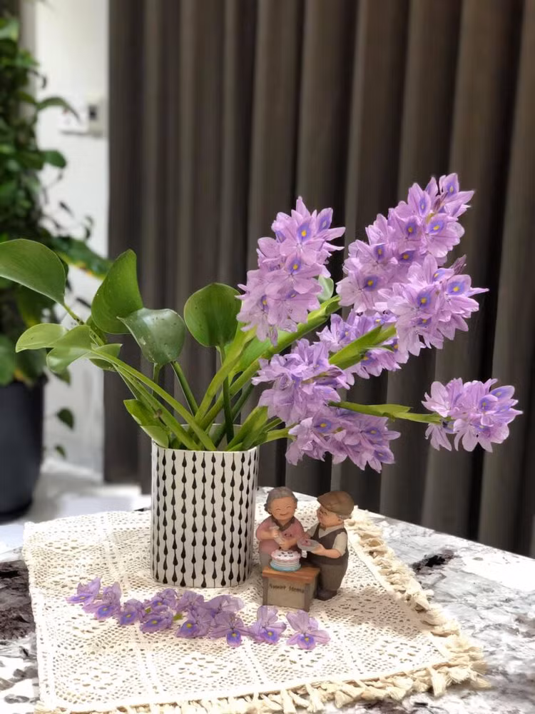 Xưa cho lợn ăn, bèo tây lên đời thành bonsai cực độc - Hình 7 Xua cho lon an, beo tay len doi thanh bonsai cuc doc-Hinh-7
