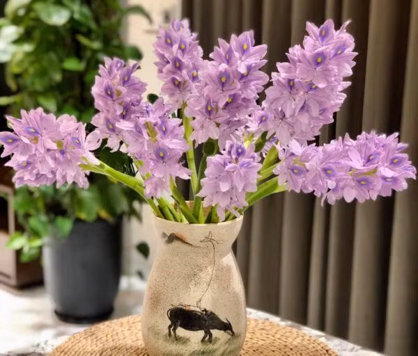 Xưa cho lợn ăn, bèo tây lên đời thành bonsai cực độc - Hình 9 Xua cho lon an, beo tay len doi thanh bonsai cuc doc-Hinh-9