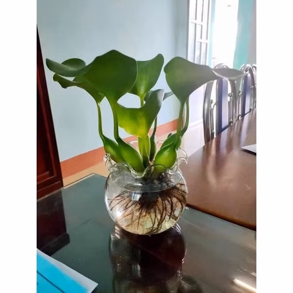 Xưa cho lợn ăn, bèo tây lên đời thành bonsai cực độc - Hình 6 Xua cho lon an, beo tay len doi thanh bonsai cuc doc-Hinh-6