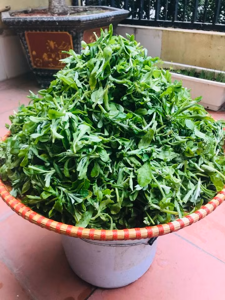 3 loai rau dai cho lon an thanh dac san hut khach thanh pho-Hinh-7