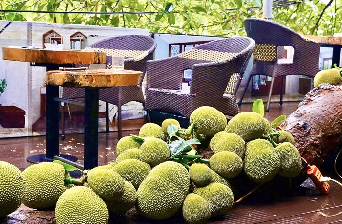 Cay mit qua “chay” tu goc den ngon gay sot o Tuyen Quang-Hinh-10
