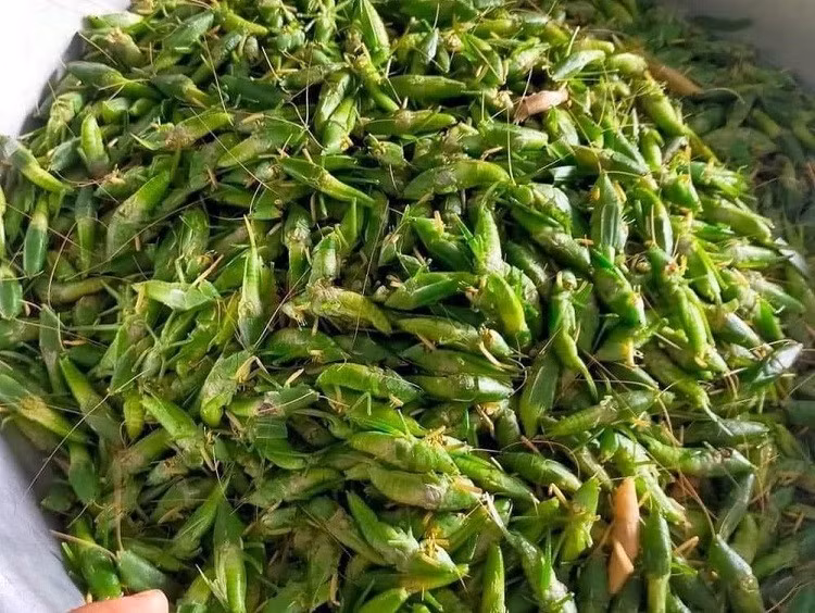 Loai con trung bay day dong gan trieu dong/kg khien nha giau “san lung“-Hinh-6