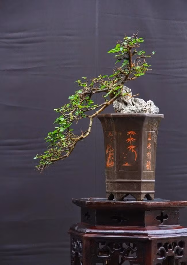Top 10 bonsai dáng quái có 1-0-2 khiến đại gia mê mẩn Top 10 bonsai dang quai co 1-0-2 khien dai gia me man