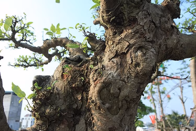 Top 10 bonsai dáng quái có 1-0-2 khiến đại gia mê mẩn - Hình 8 Top 10 bonsai dang quai co 1-0-2 khien dai gia me man-Hinh-8