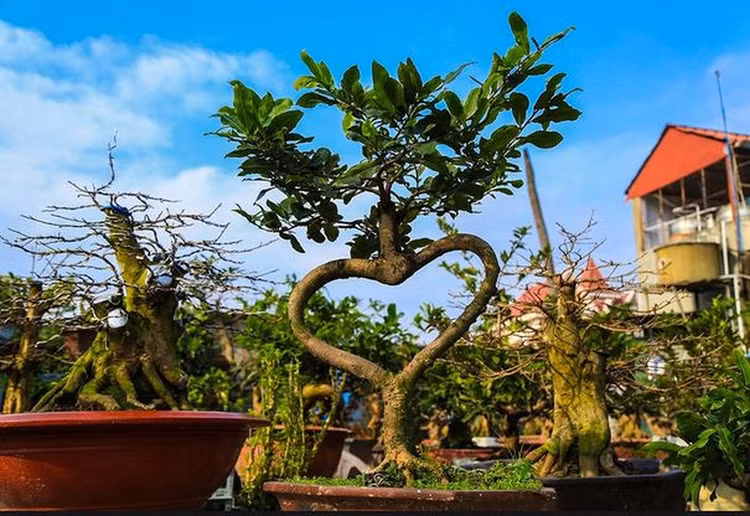 Top 10 bonsai dáng quái có 1-0-2 khiến đại gia mê mẩn - Hình 10 Top 10 bonsai dang quai co 1-0-2 khien dai gia me man-Hinh-10