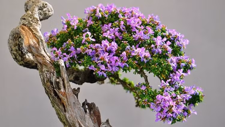 Top 10 bonsai dáng quái có 1-0-2 khiến đại gia mê mẩn - Hình 4 Top 10 bonsai dang quai co 1-0-2 khien dai gia me man-Hinh-4
