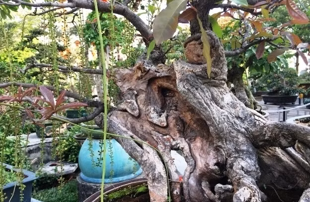 Top 10 bonsai dáng quái có 1-0-2 khiến đại gia mê mẩn - Hình 7 Top 10 bonsai dang quai co 1-0-2 khien dai gia me man-Hinh-7
