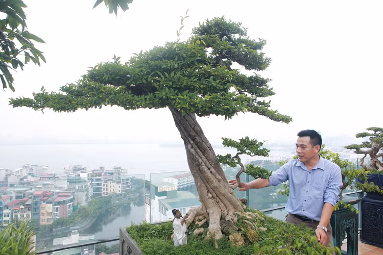 Top 10 bonsai dáng quái có 1-0-2 khiến đại gia mê mẩn - Hình 6 Top 10 bonsai dang quai co 1-0-2 khien dai gia me man-Hinh-6
