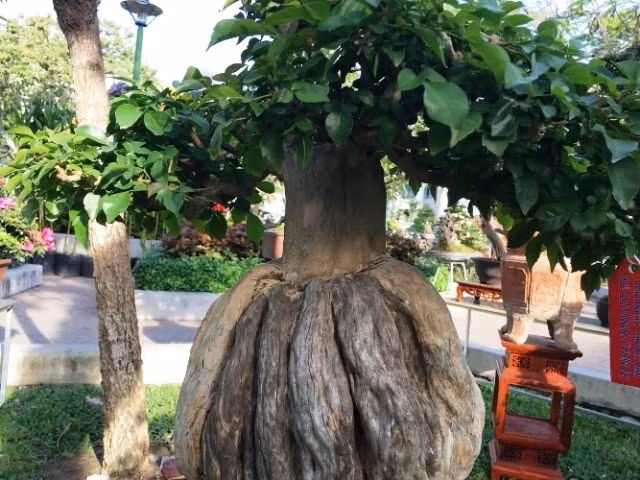 Top 10 bonsai dáng quái có 1-0-2 khiến đại gia mê mẩn - Hình 3 Top 10 bonsai dang quai co 1-0-2 khien dai gia me man-Hinh-3