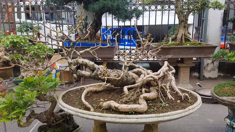 Top 10 bonsai dáng quái có 1-0-2 khiến đại gia mê mẩn - Hình 9 Top 10 bonsai dang quai co 1-0-2 khien dai gia me man-Hinh-9