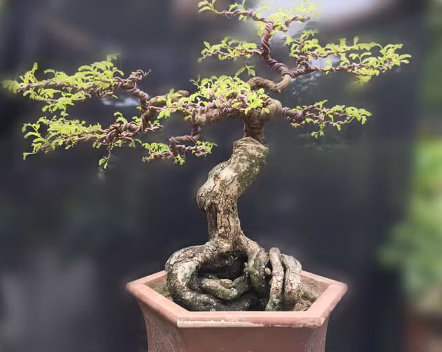 Top 10 bonsai dáng quái có 1-0-2 khiến đại gia mê mẩn - Hình 2 Top 10 bonsai dang quai co 1-0-2 khien dai gia me man-Hinh-2