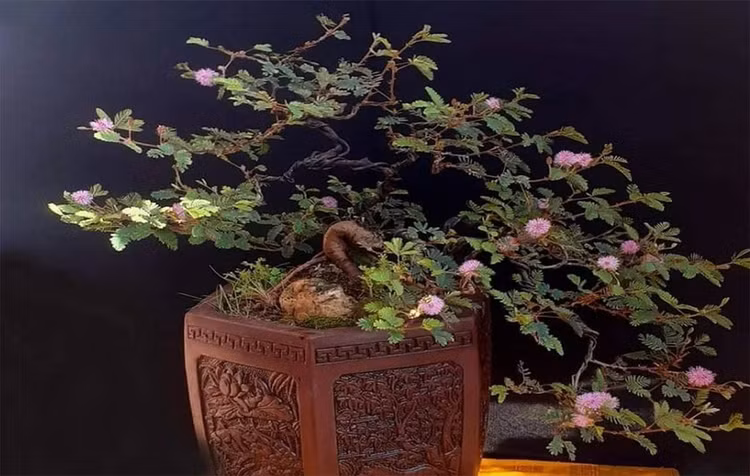 Chiem nguong loat bonsai co dai dep den say long-Hinh-4