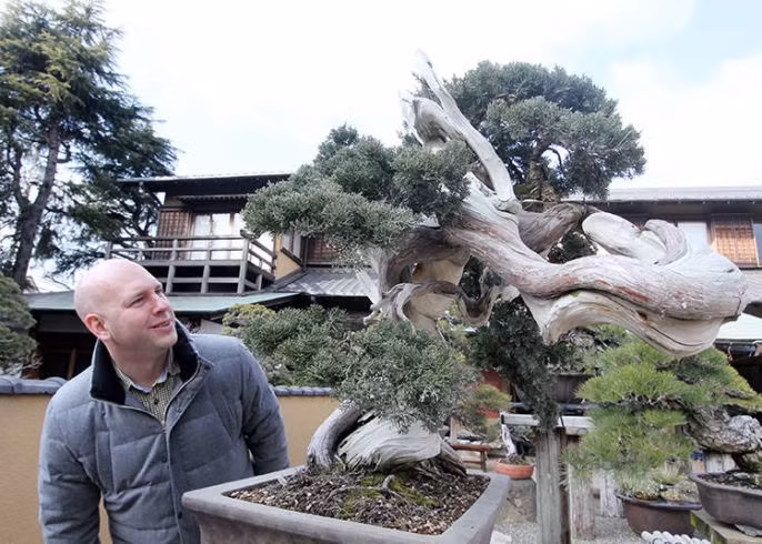 10 tac pham bonsai dat nhat the gioi, co cay gia ngang biet thu-Hinh-5