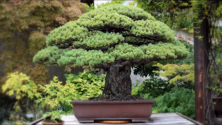 10 tac pham bonsai dat nhat the gioi, co cay gia ngang biet thu-Hinh-3