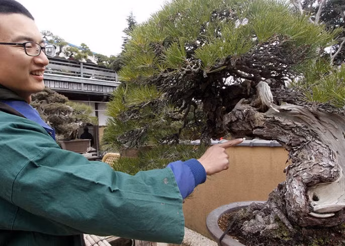 10 tac pham bonsai dat nhat the gioi, co cay gia ngang biet thu-Hinh-4