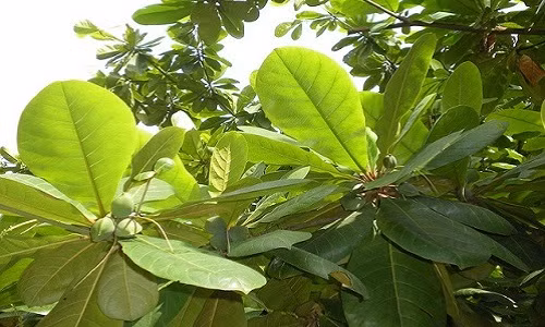 Nhung loai la rung day duong bat ngo thanh dac san “tranh nhau mua“-Hinh-7